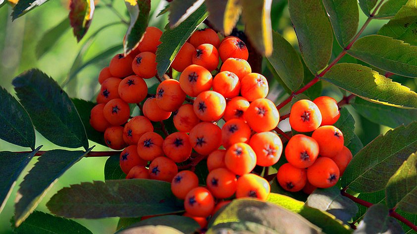 Рябина: польза и вред для организма