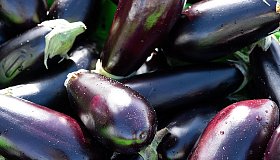 Баклажан: польза и вред для организма