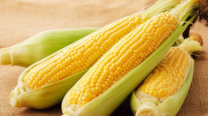 Кукуруза: польза и вред для организма