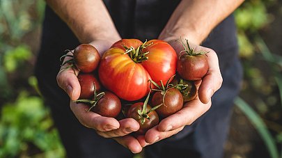 Помидоры: польза и вред для организма