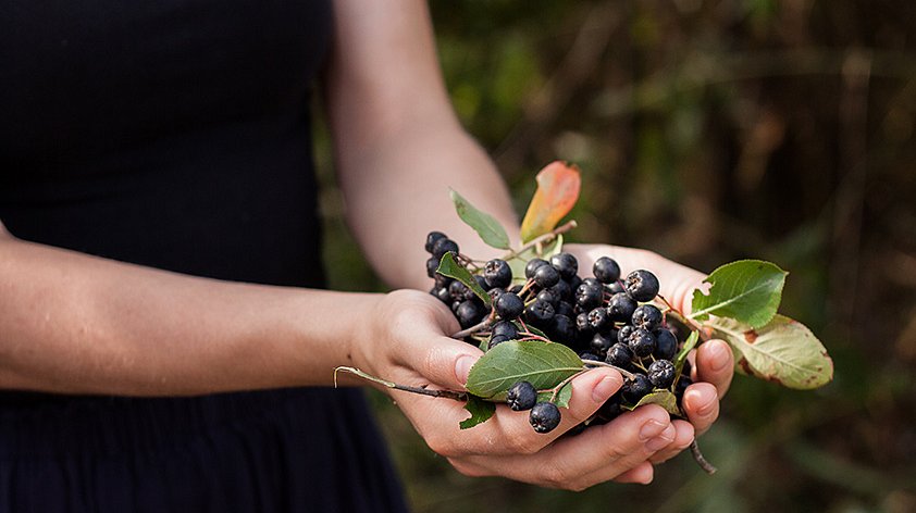 Черноплодная рябина: польза и вред для организма