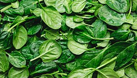 Шпинат: польза и вред для организма