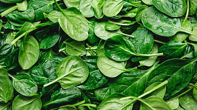 Шпинат: польза и вред для организма