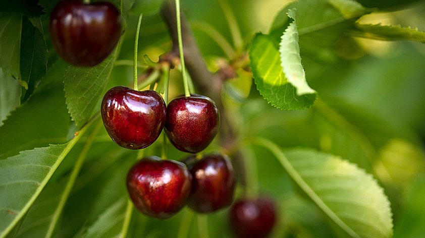 Можно ли есть черешню при подагре