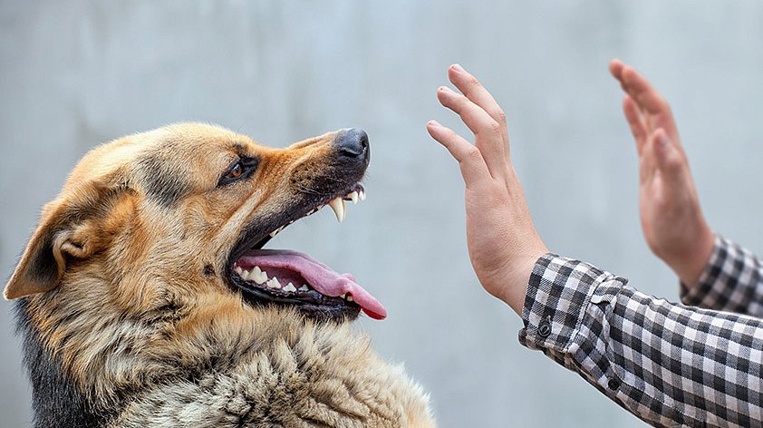 Прививка от бешенства собаке: зачем делать, когда прививать
