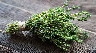 Чабрец: польза и вред для организма