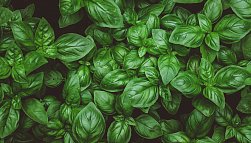 Базилик: польза и вред для организма