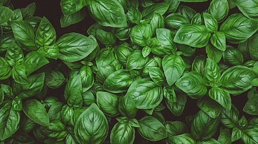 Базилик: польза и вред для организма