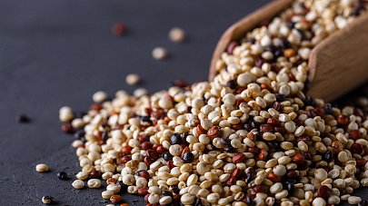 Киноа: польза и вред для организма