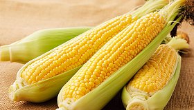 Кукуруза: польза и вред для организма