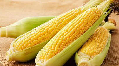 Кукуруза: польза и вред для организма
