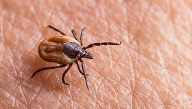 Бабезиоз (пироплазмоз)