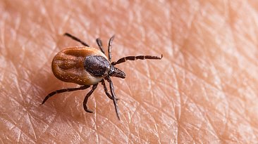 Бабезиоз (пироплазмоз)