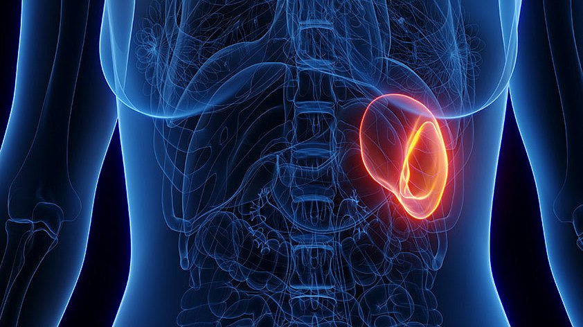 Можно ли жить без селезёнки