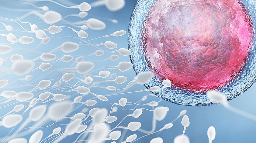 Врач рассказал, сколько времени сперматозоиды «готовы ждать» яйцеклетку во влагалище